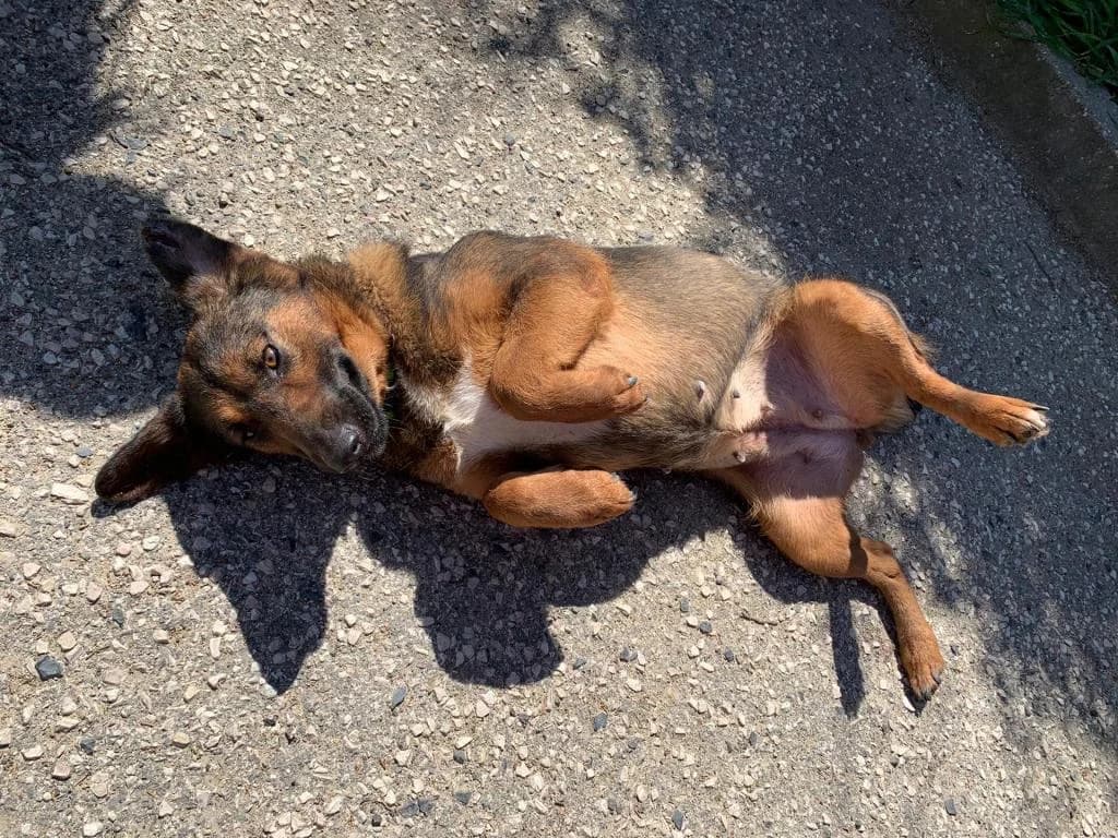 PETIFYC10106 photo 6