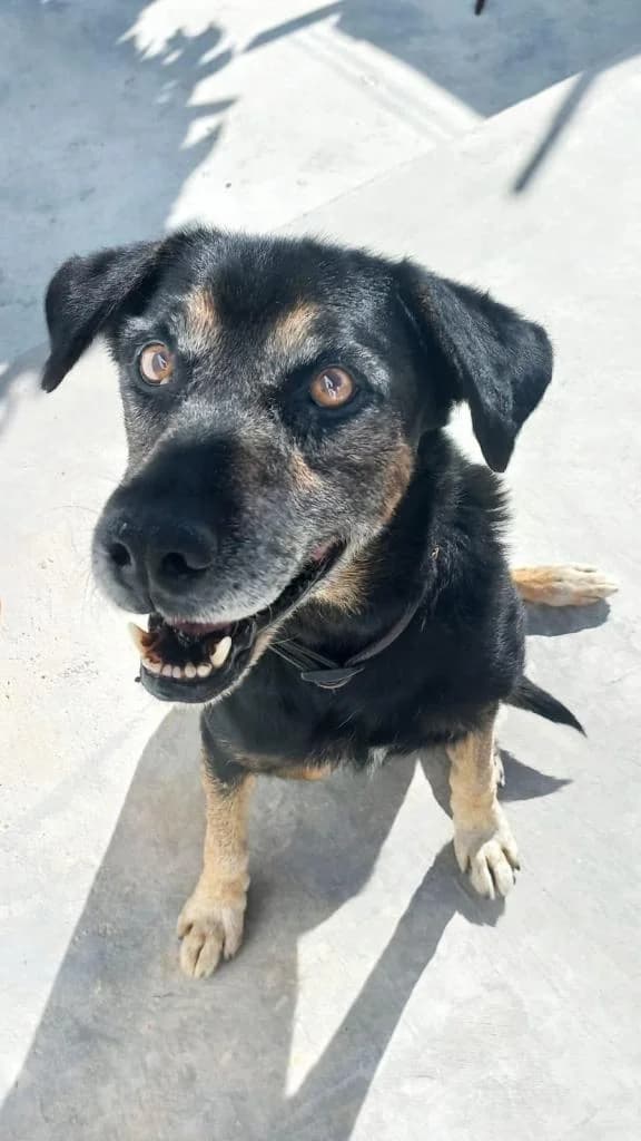 PETIFYC10106 photo 7