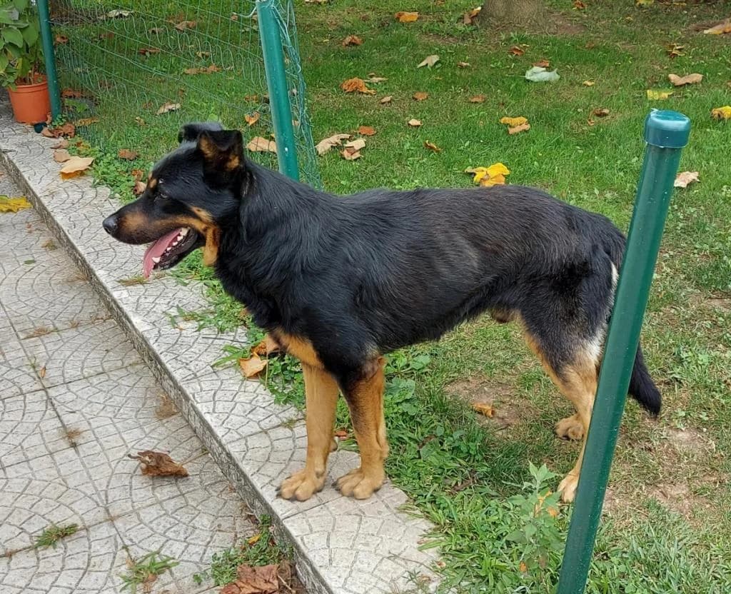 PETIFYC10106 photo 8