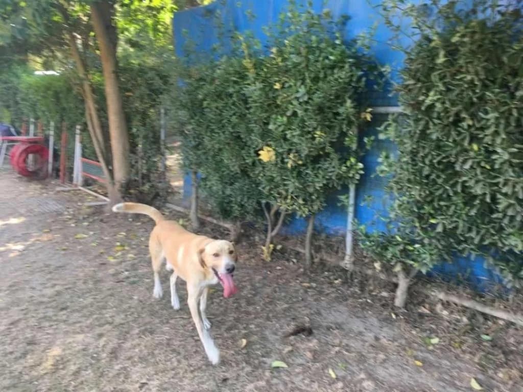 PETIFYC10110 photo 7