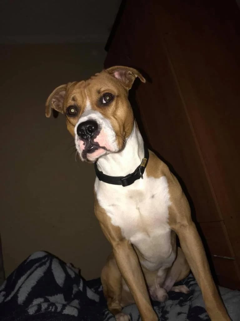 PETIFYC10110 photo 8