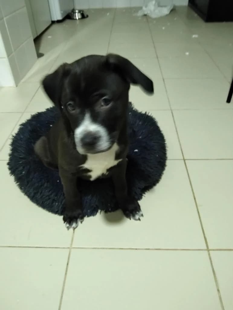 PETIFYC10115 photo 5