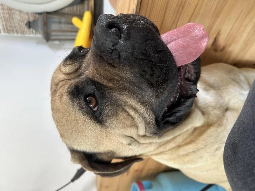 PETIFYC10117 photo 2