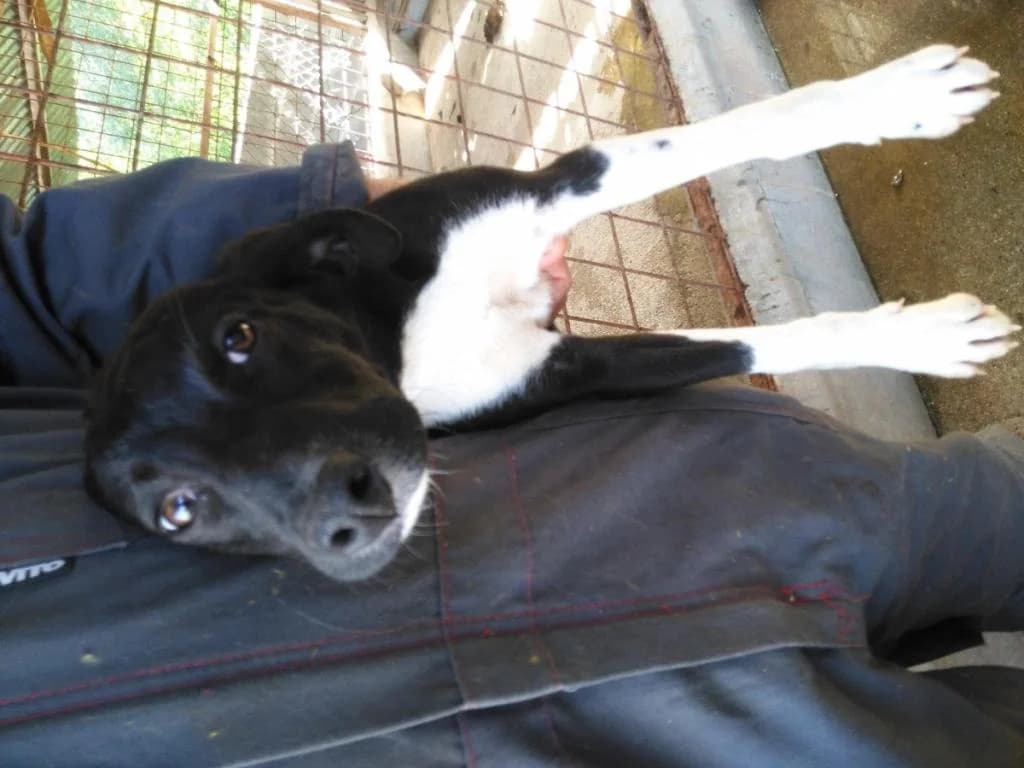 PETIFYC10124 photo 6