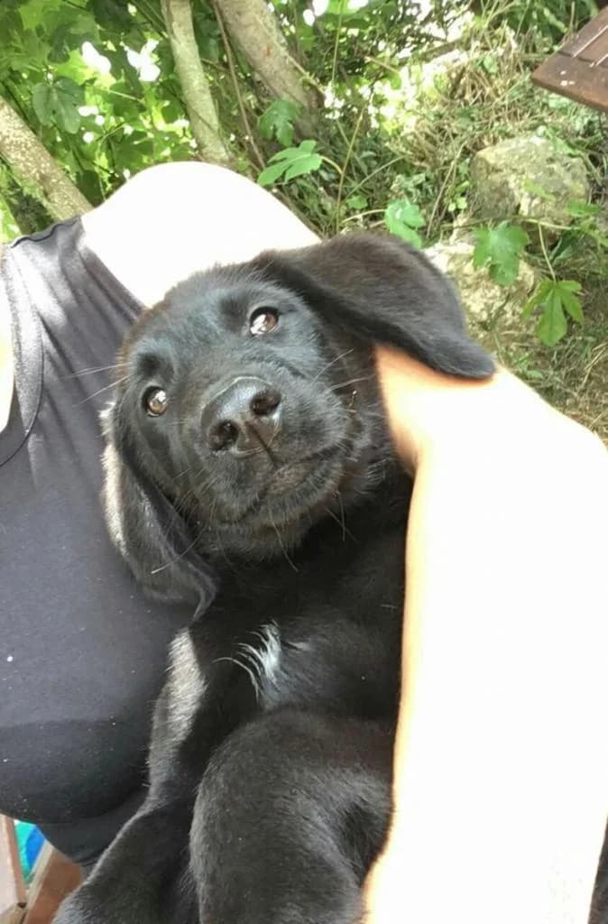 PETIFYC10124 photo 7