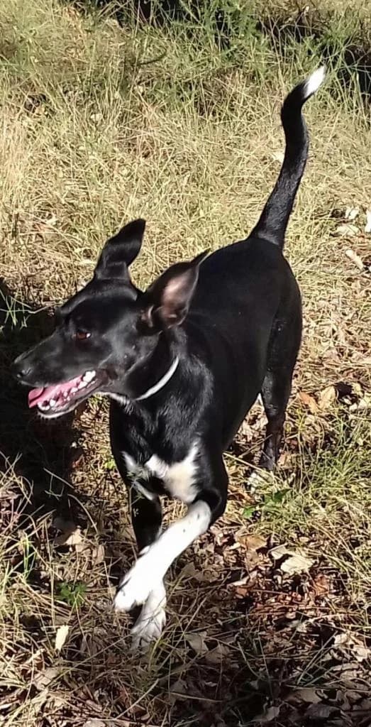 PETIFYC10124 photo 8