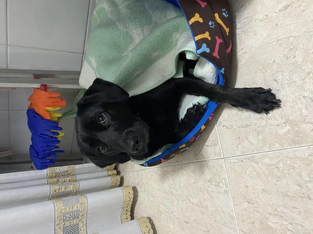 PETIFYC10126 photo 6