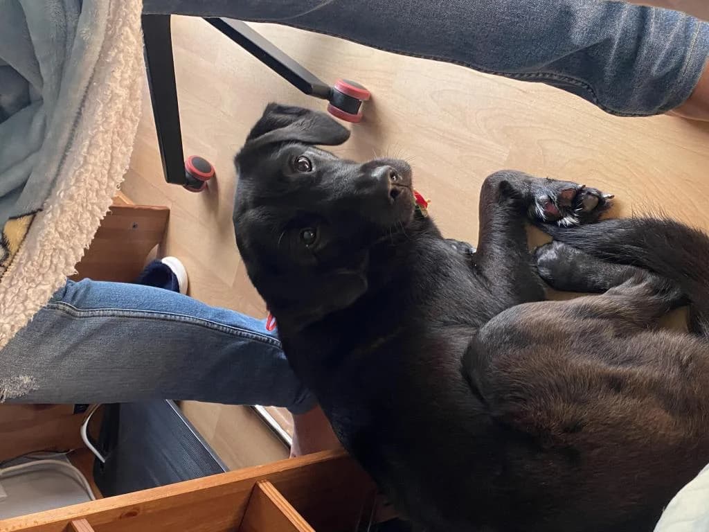 PETIFYC10126 photo 8