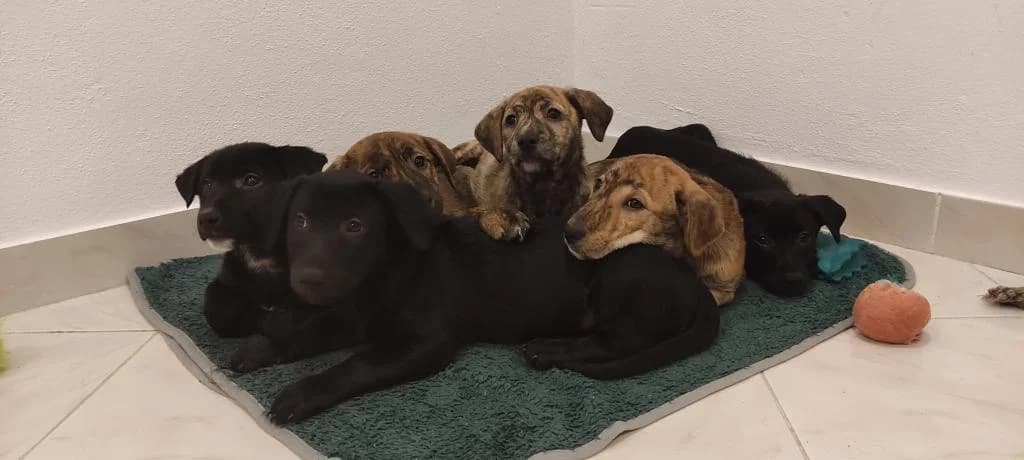 PETIFYC10154 photo 4