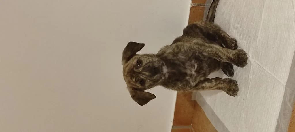 PETIFYC10154 photo 5