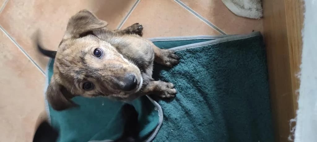 PETIFYC10154 photo 6