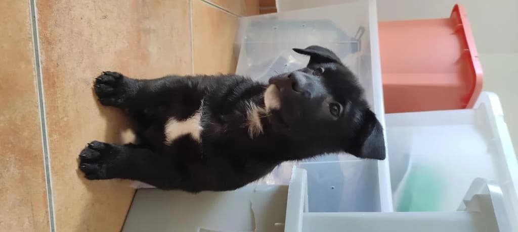 PETIFYC10154 photo 8