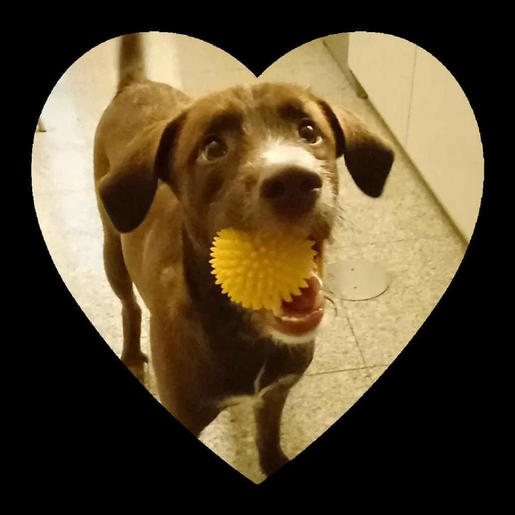 PETIFYC10155 photo 2