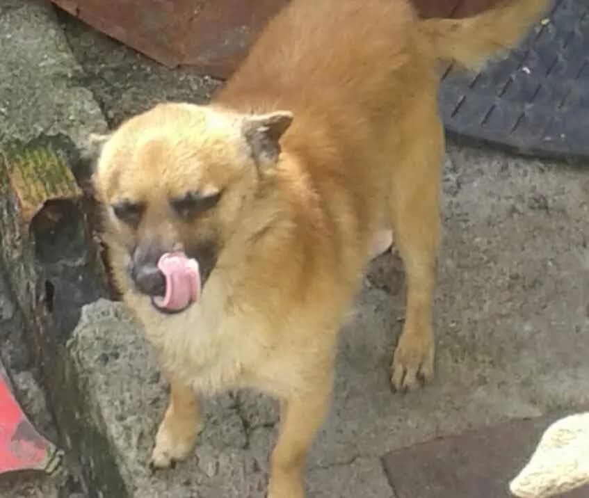 PETIFYC10155 photo 5