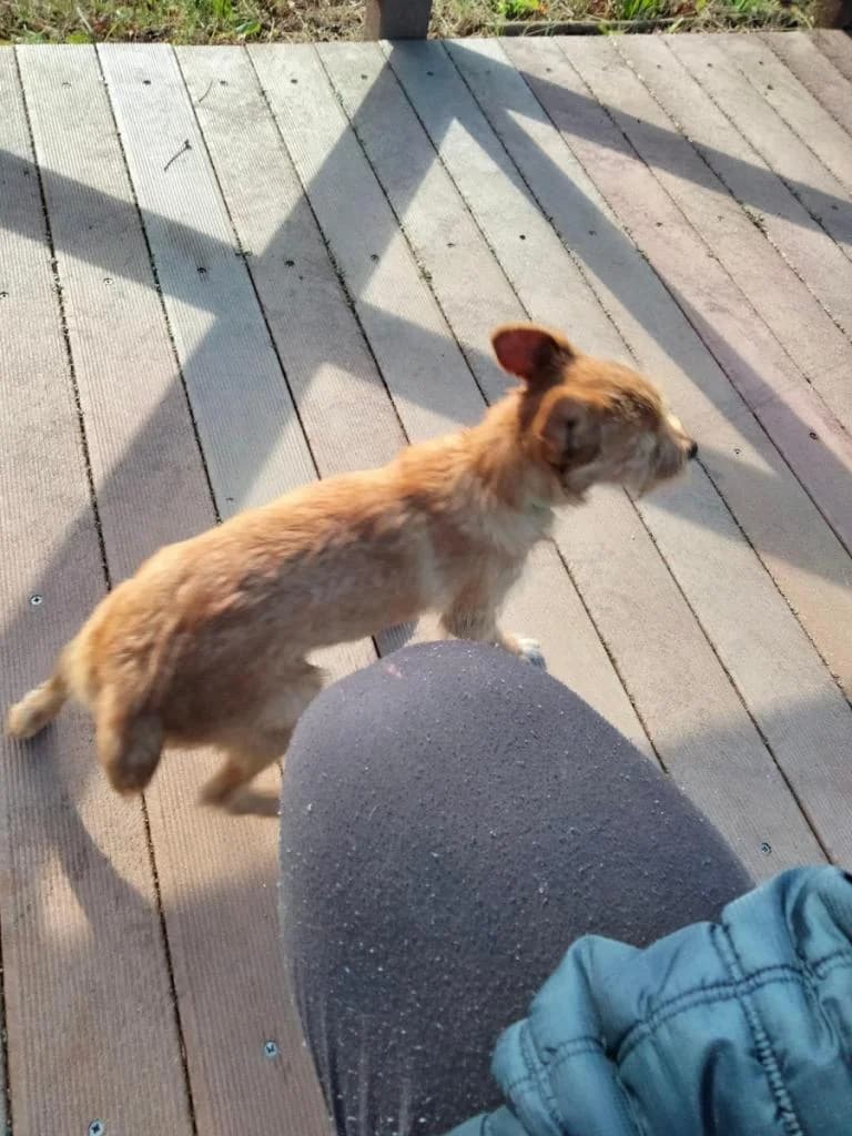 PETIFYC10155 photo 8