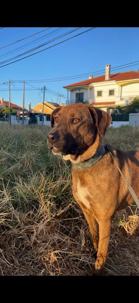 PETIFYC10158 photo 2