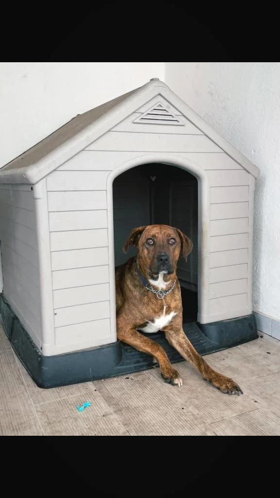 PETIFYC10158 photo 3