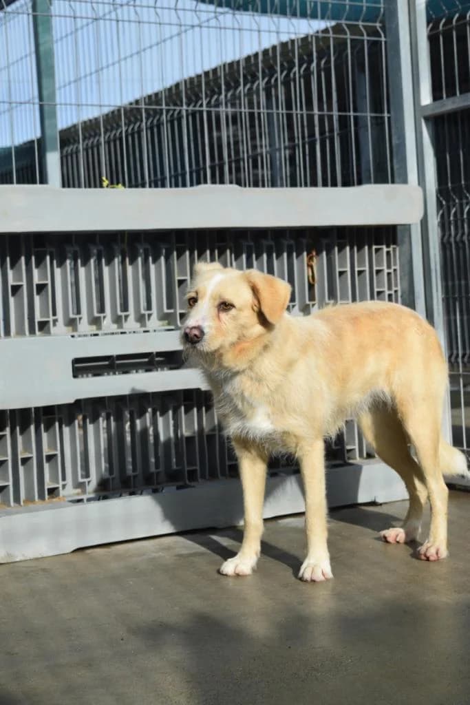 PETIFYC10158 photo 7