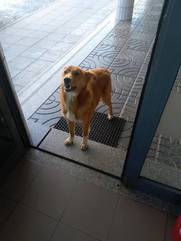 PETIFYC10164 photo 5