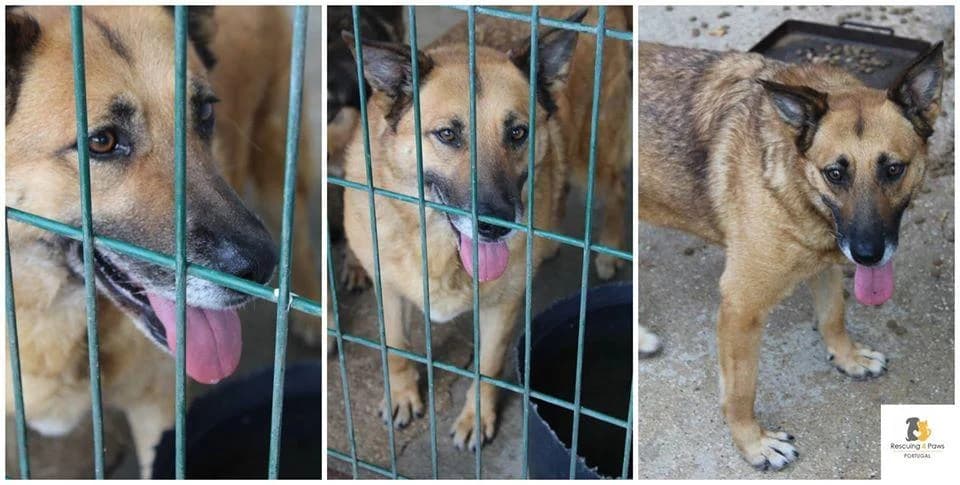 PETIFYC10164 photo 7