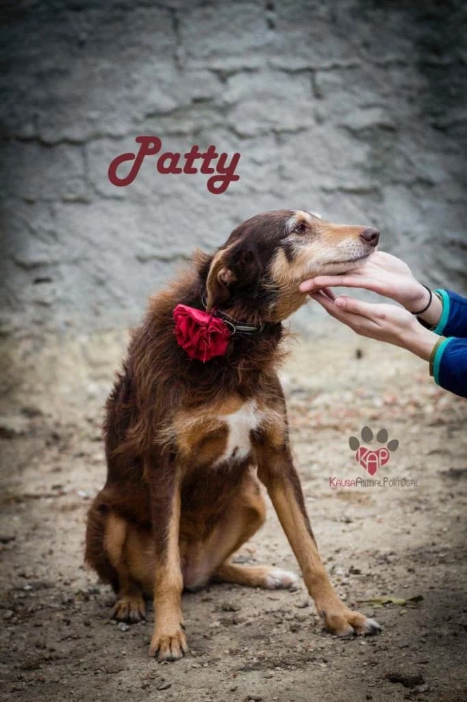 PETIFYC10180 photo 5