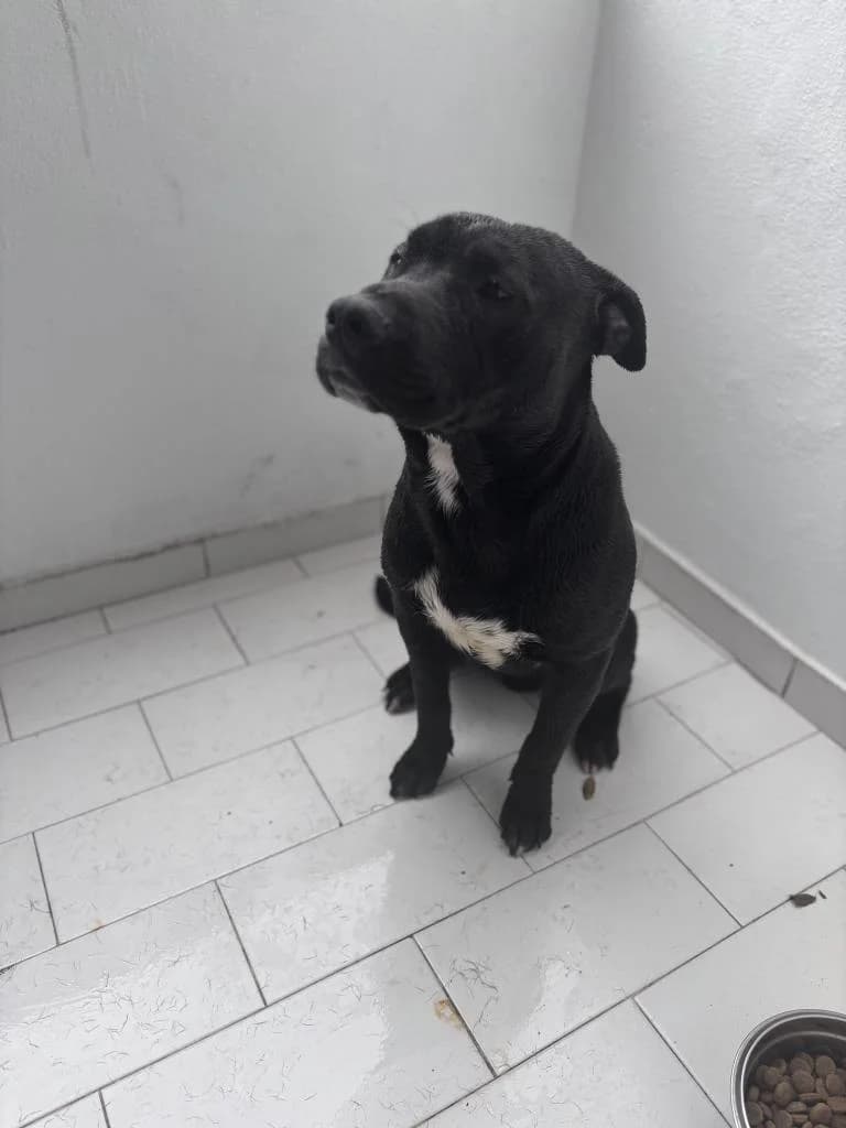 PETIFYC10205 photo 2