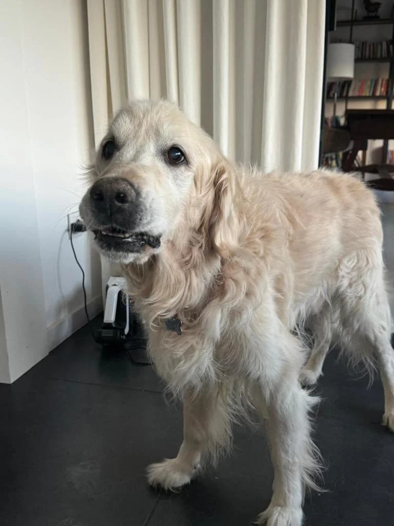 PETIFYC10205 photo 6