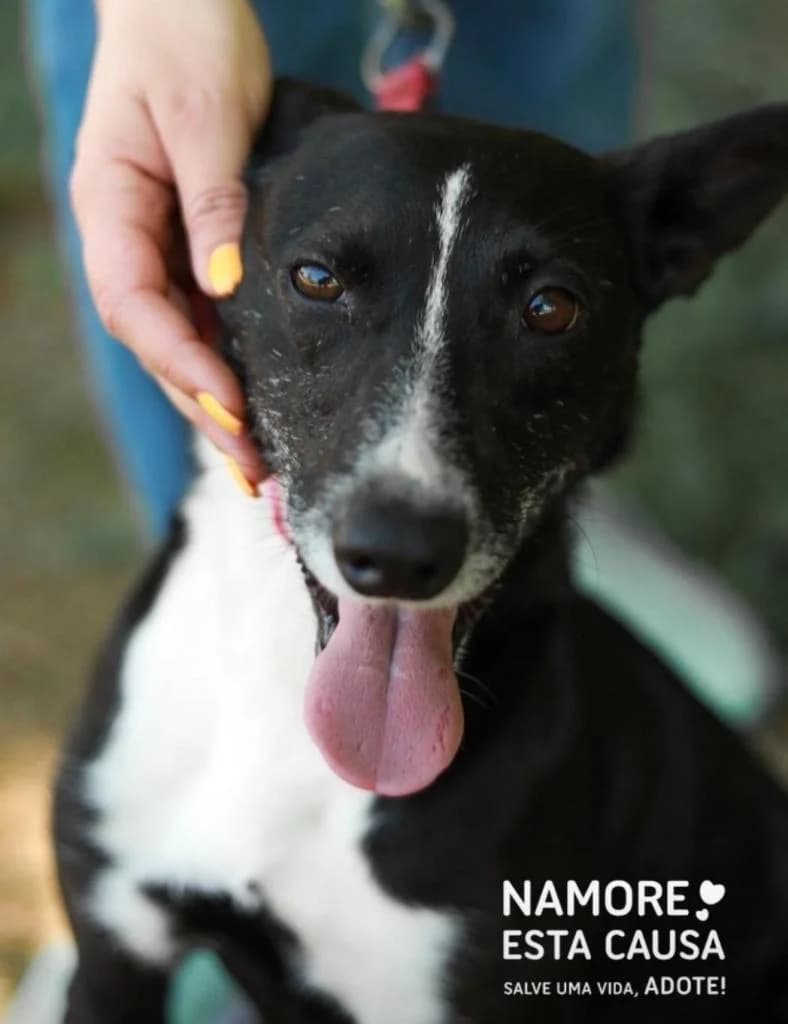 PETIFYC10205 photo 7