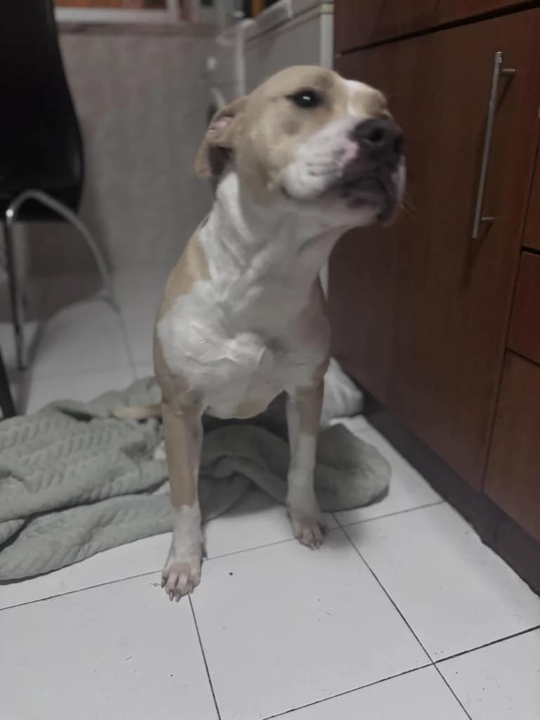 PETIFYC10206 photo 3