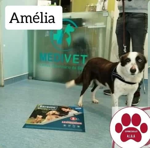 PETIFYC10206 photo 5