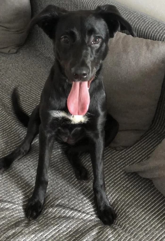 PETIFYC10235 photo 5