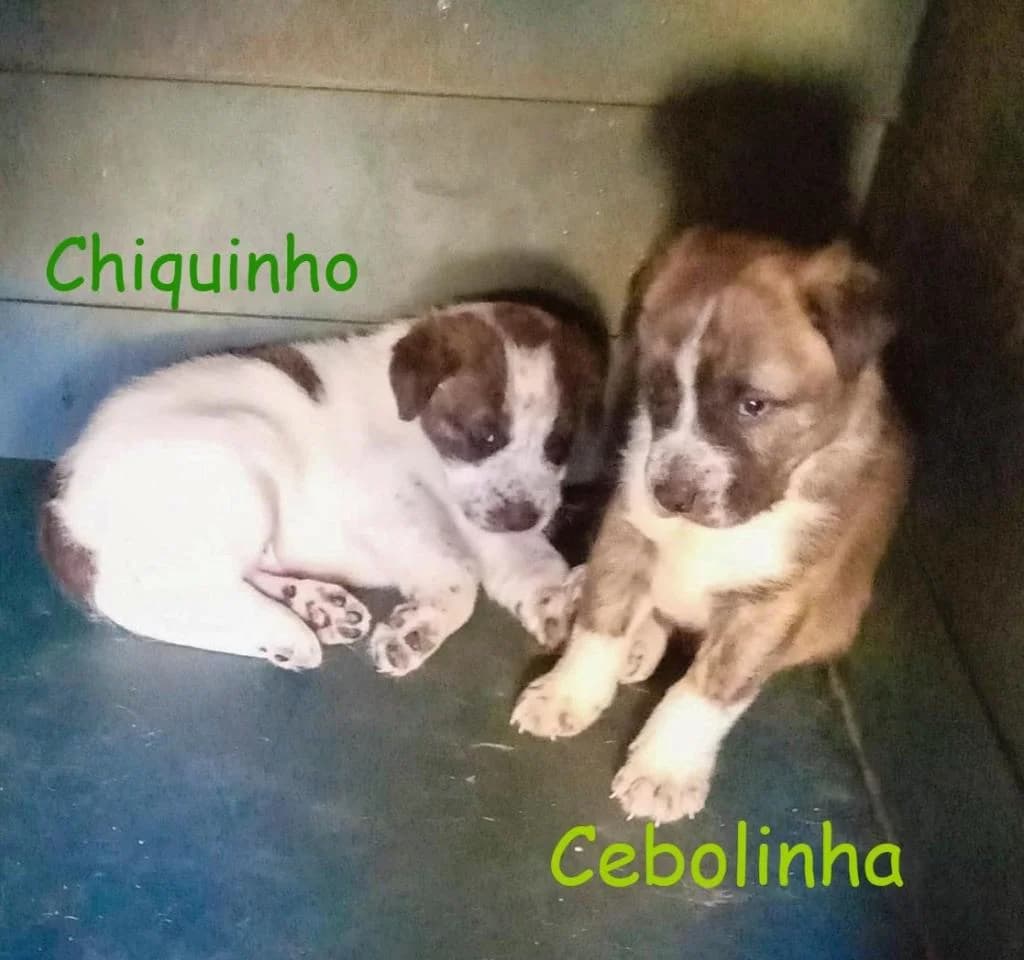 PETIFYC10235 photo 7