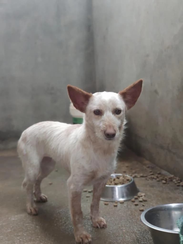 PETIFYC10243 photo 2