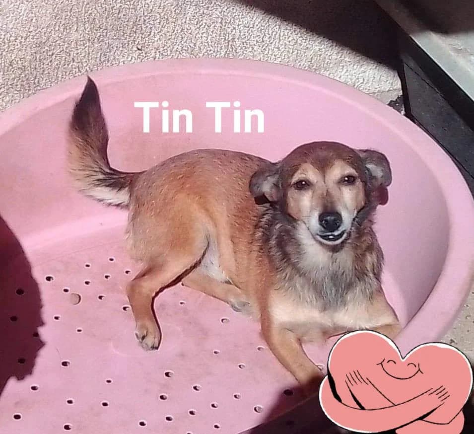 PETIFYC10243 photo 6