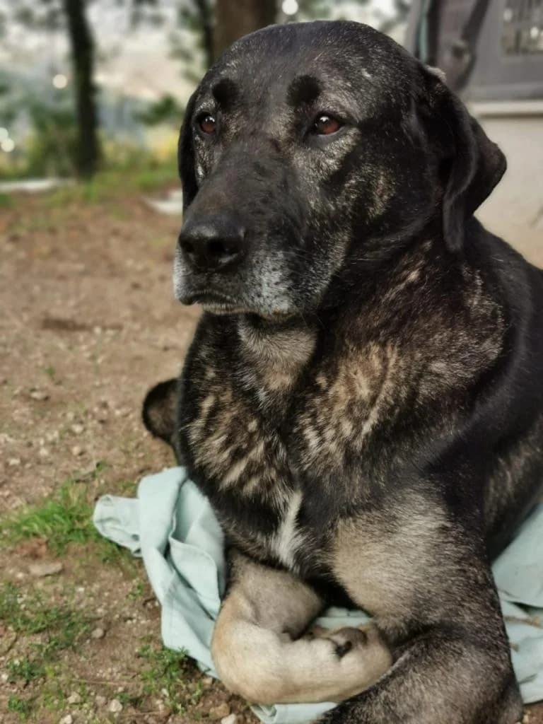 PETIFYC10243 photo 8