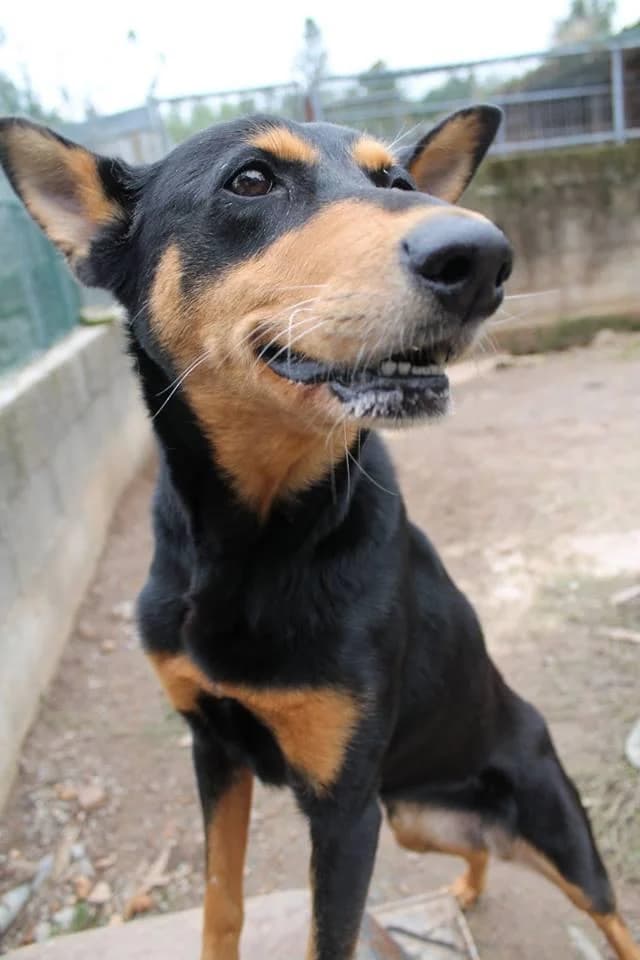 PETIFYC10253 photo 7