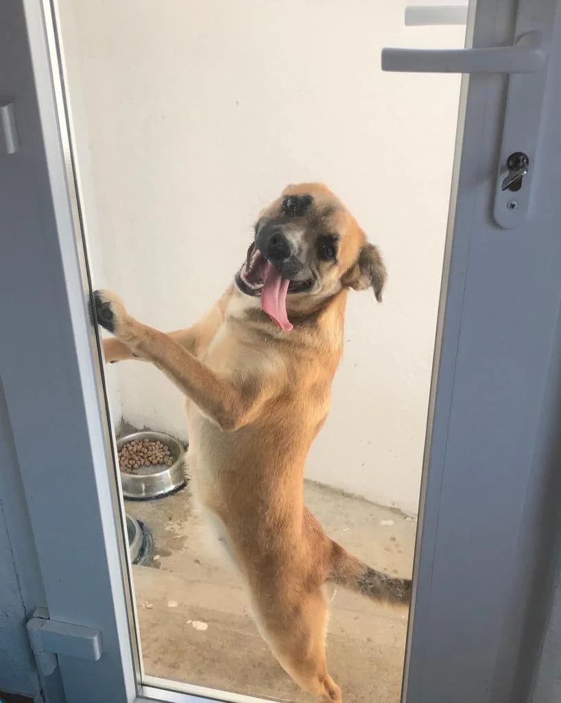 PETIFYC10279 photo 2