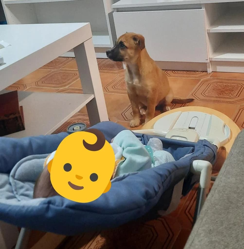 PETIFYC10279 photo 3