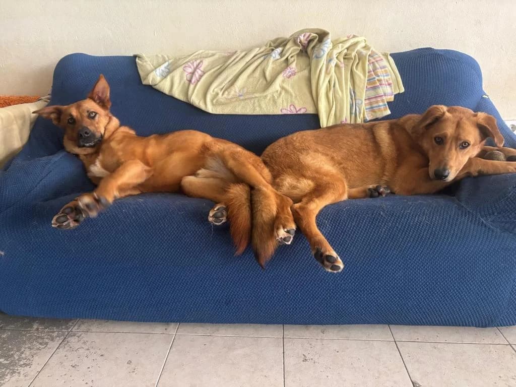 PETIFYC10282 photo 2