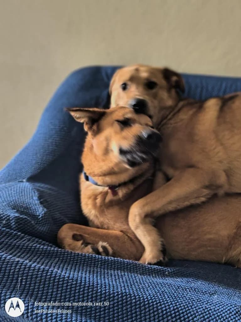 PETIFYC10282 photo 3