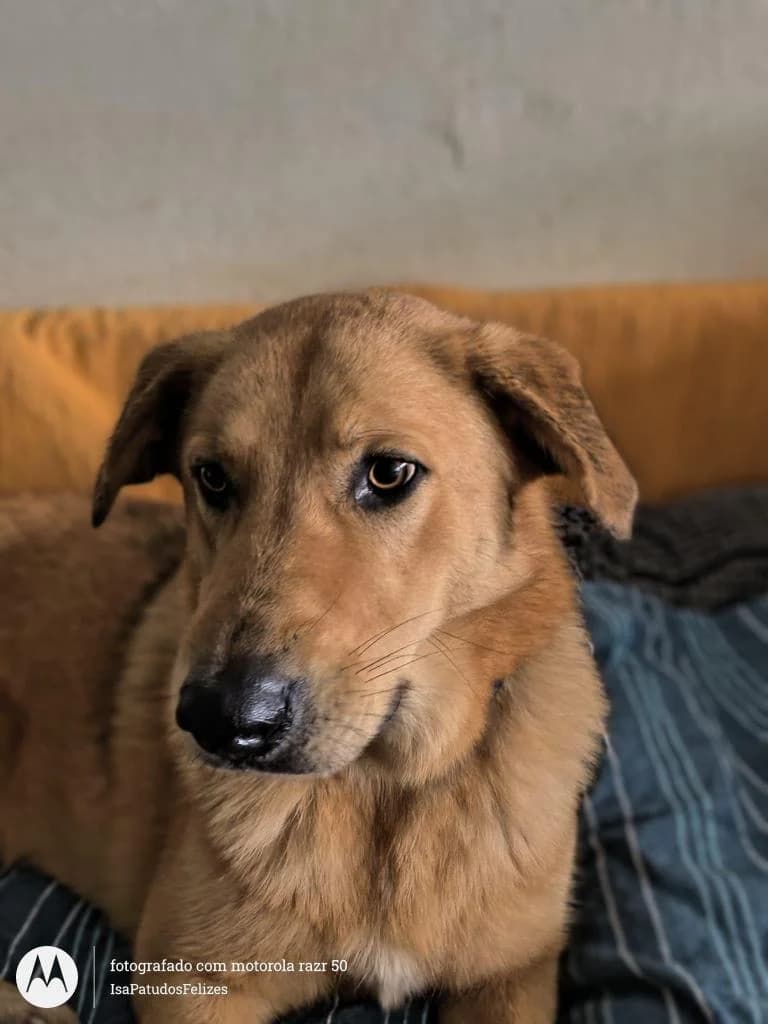 PETIFYC10282 photo 5