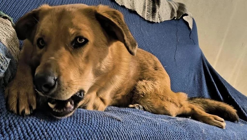 PETIFYC10282 photo 7