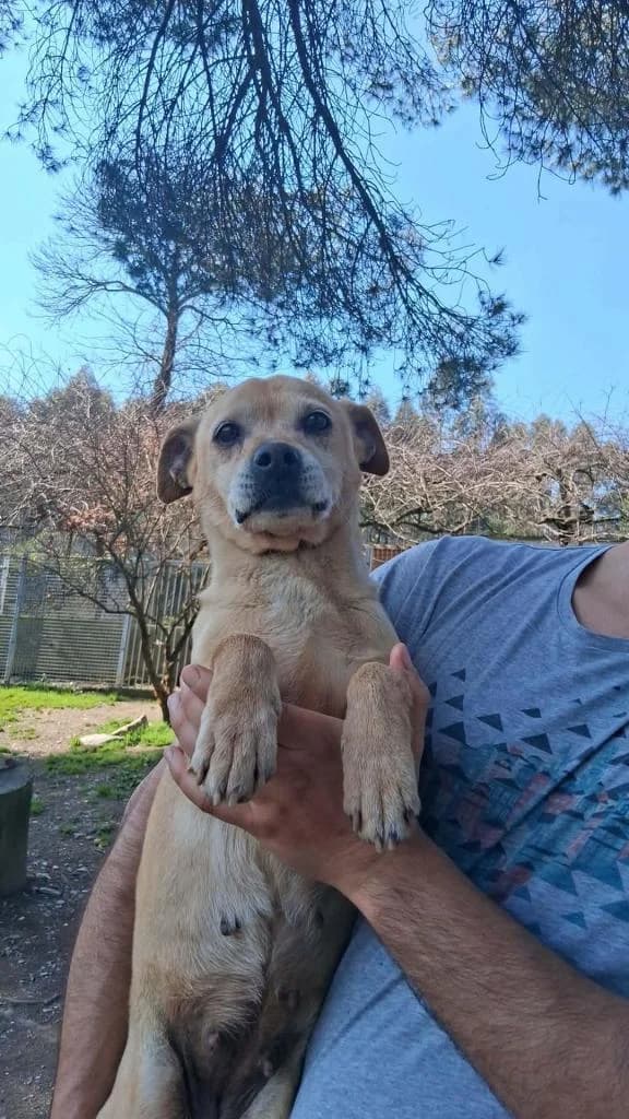 PETIFYC10287 photo 6