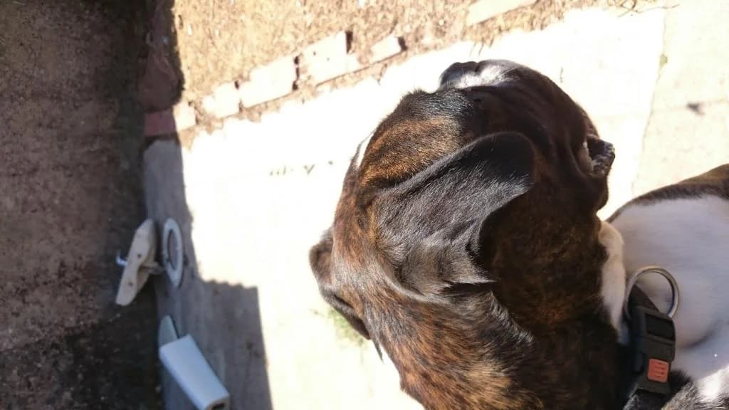 PETIFYC10287 photo 7