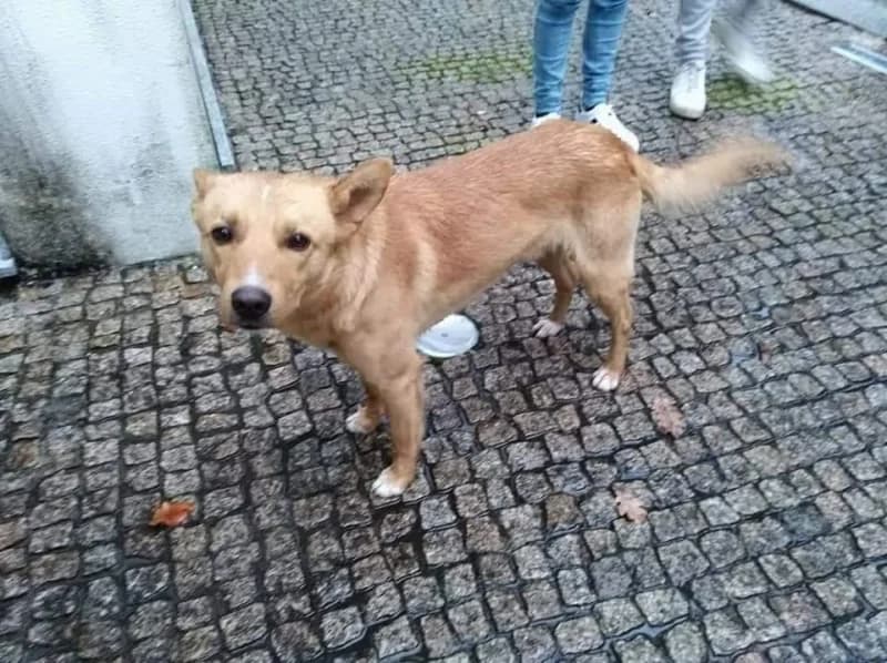 PETIFYC10287 photo 8