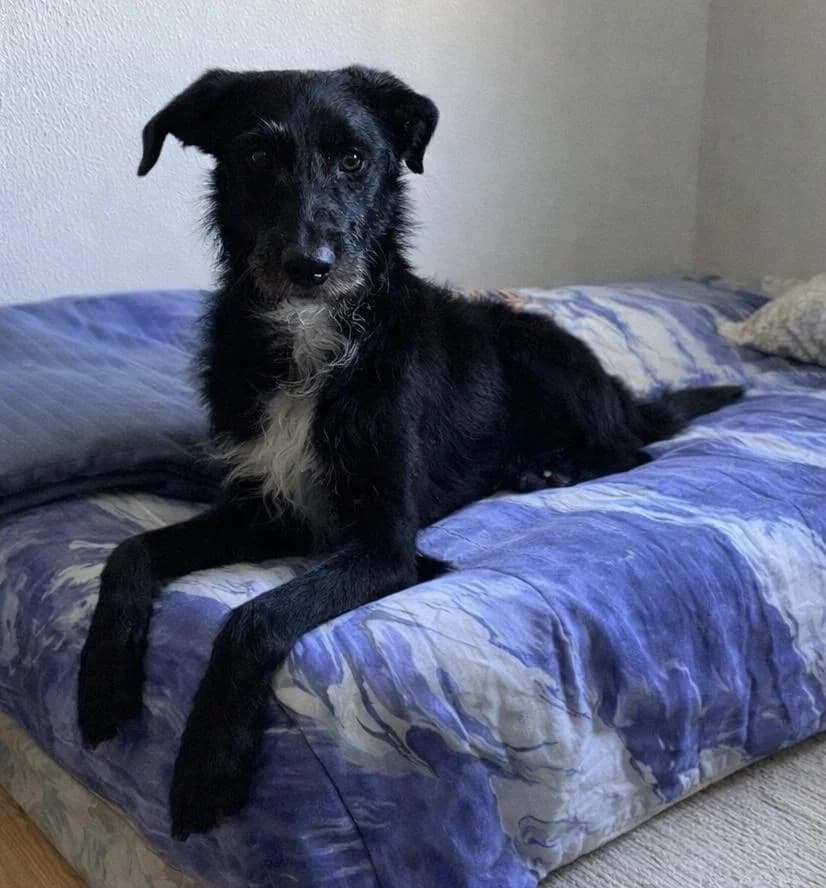 PETIFYC10298 photo 8