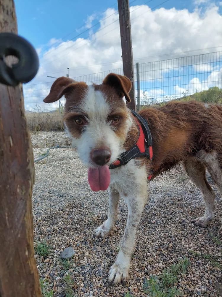 PETIFYC10303 photo 3