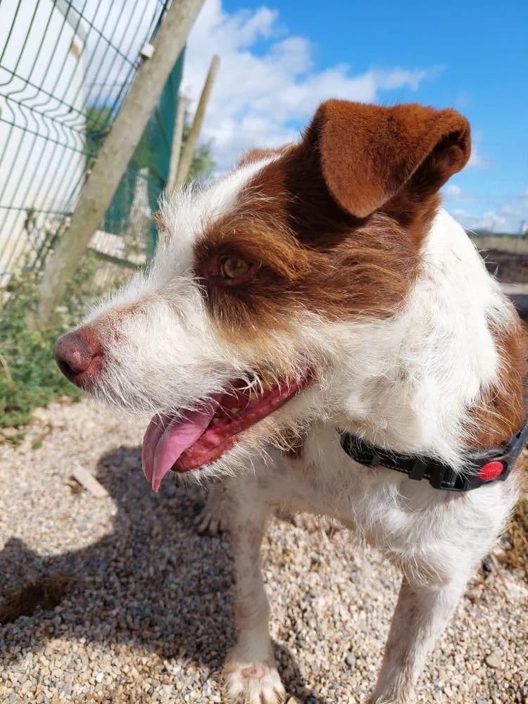 PETIFYC10303 photo 4