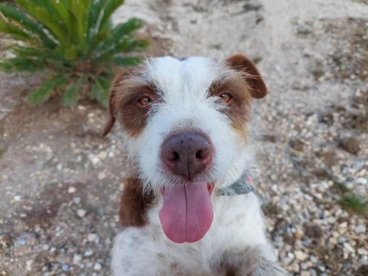 PETIFYC10303 photo 5