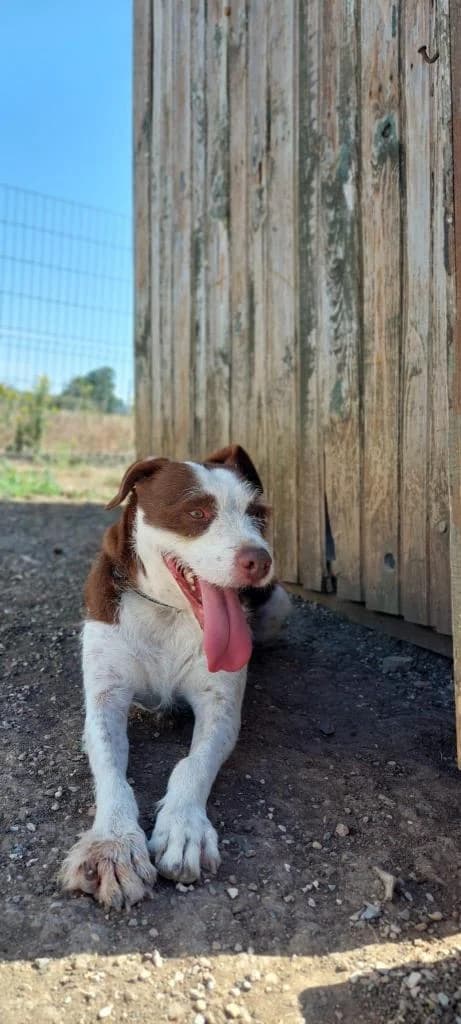 PETIFYC10303 photo 7